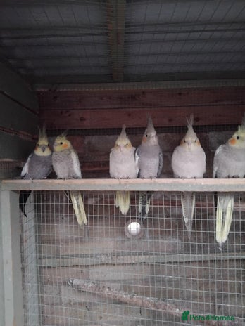 Cockatiels birds - Advert 1
