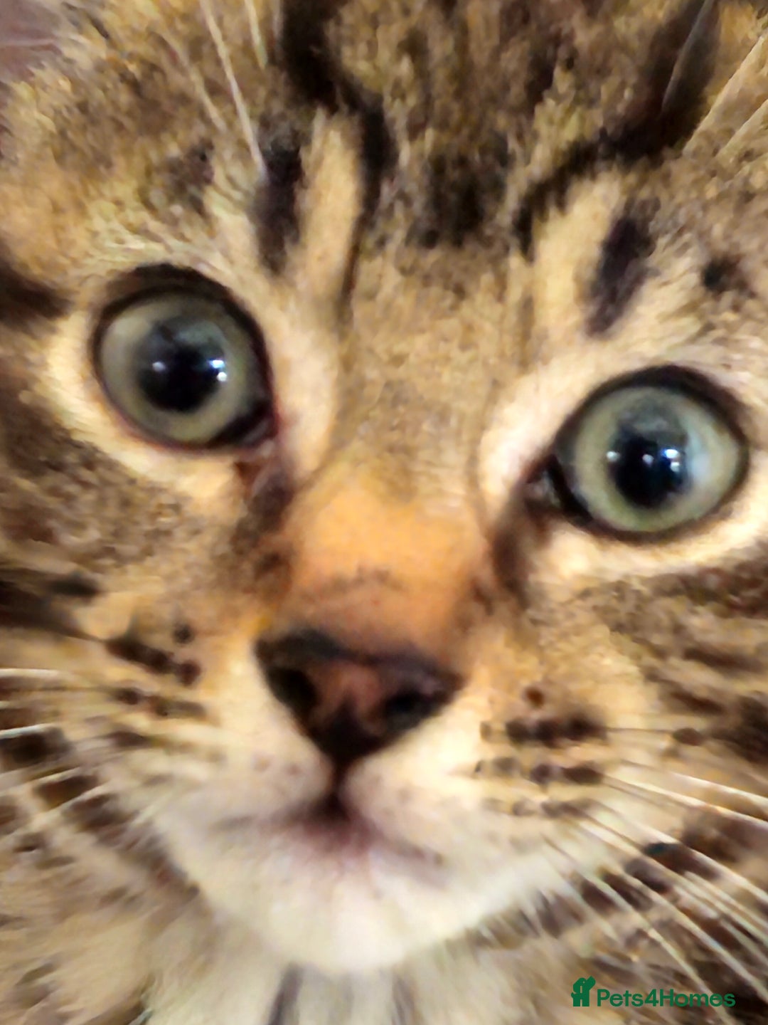 Mixed Breed cats for sale: A male tabby kitten - Image 6