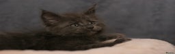Maine Coon cats for sale: Mainecoon kittens TICA REGISTERED stunning - Advert 19