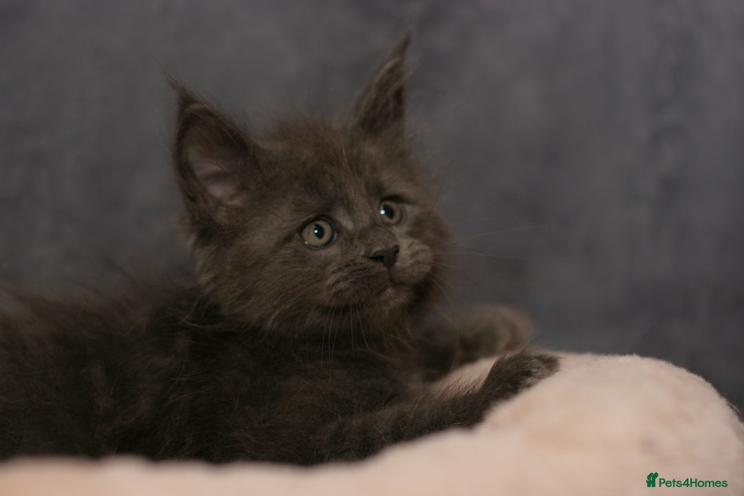 Maine Coon cats for sale: Mainecoon kittens TICA REGISTERED stunning - Advert 19