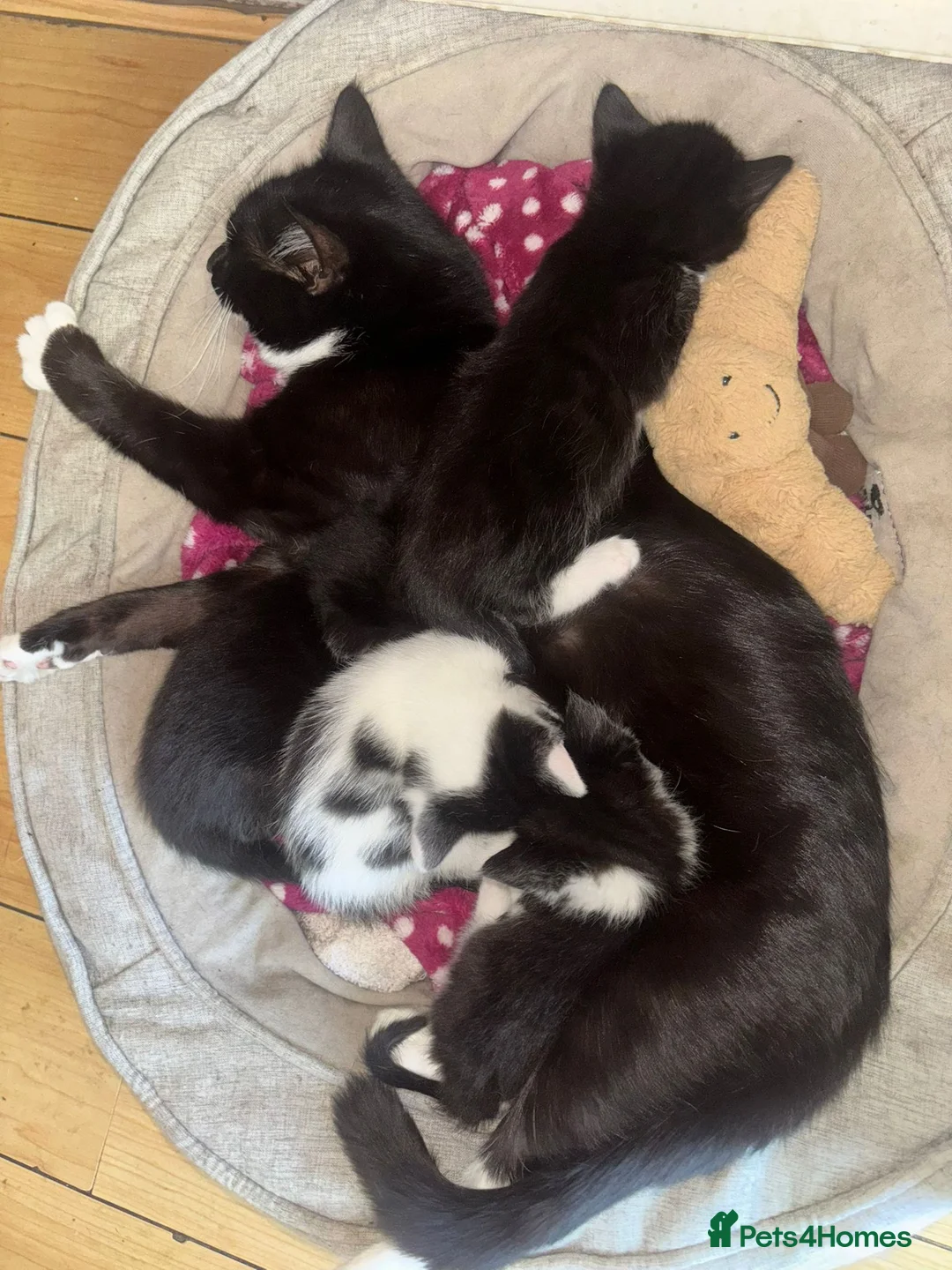 Mixed Breed cats for sale: 4 kittens - Advert 5