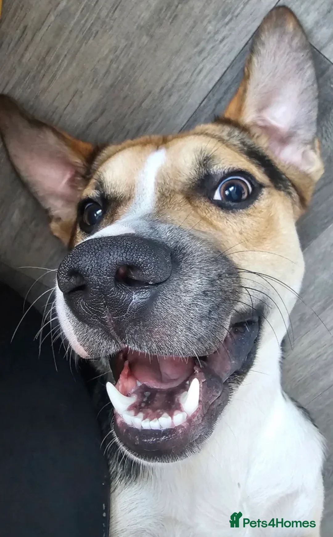 Mixed Breed dogs for sale: Huntaway cross looking for forever home - Advert 1