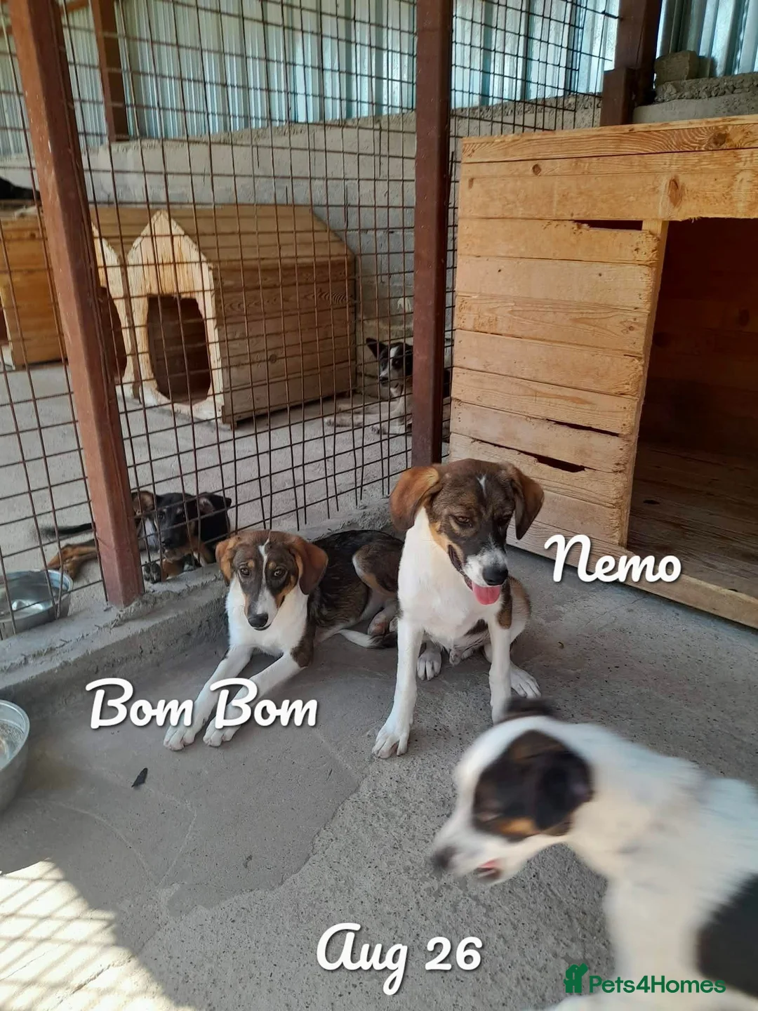 Mixed Breed dogs for adoption: Nemo, 7 months approx. Available for adoption. - Advert 2
