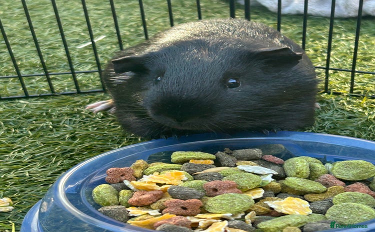 Guinea Pig rodents for sale - Advert 1