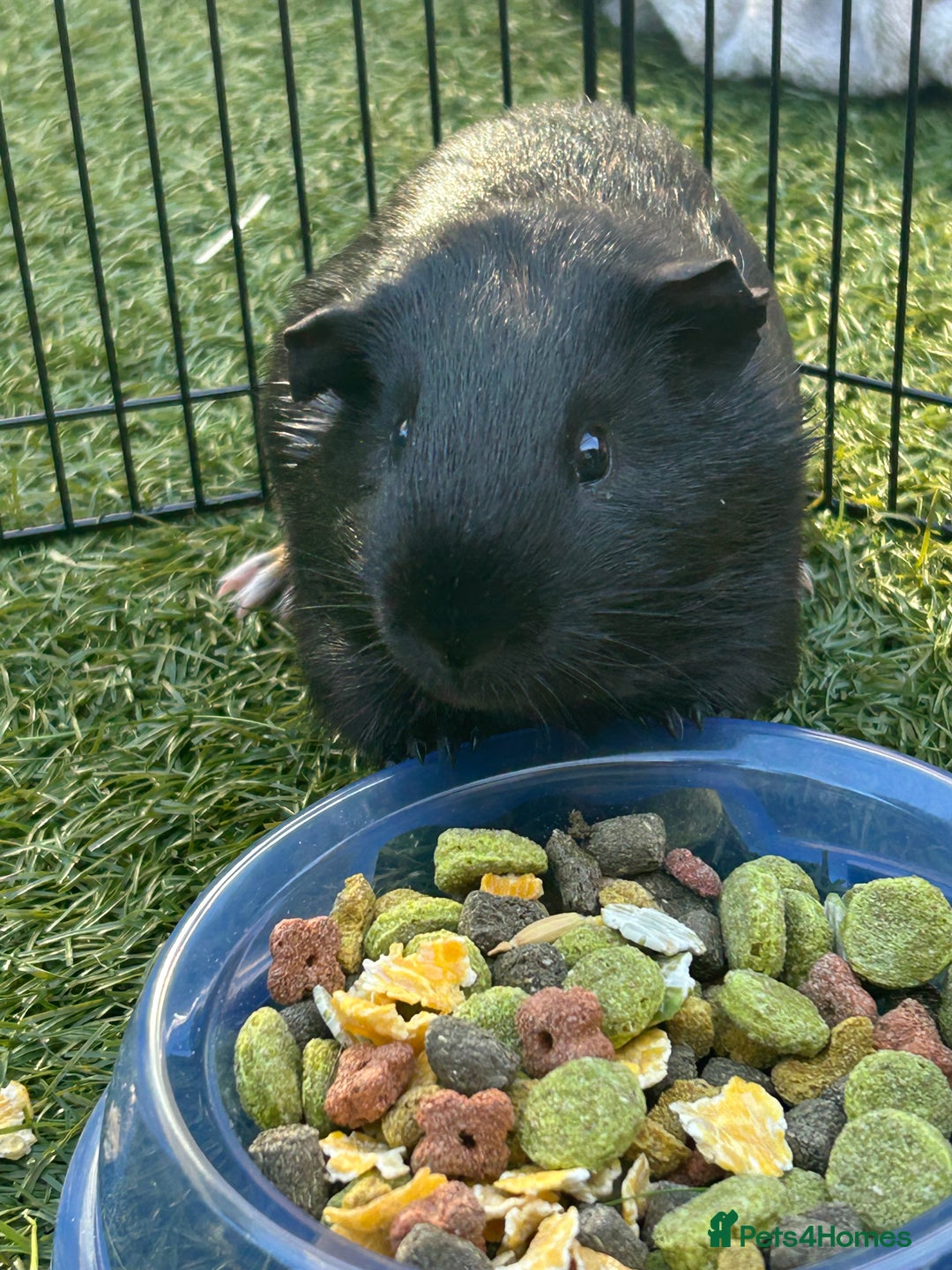 Guinea Pig rodents for sale: Two male guinea pigs  - Image 1
