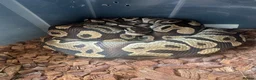 Python Snake reptiles for sale: Rack and 5 royals  in Rugeley - Advert 5