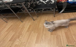 Ragdoll cats for sale: Ragdol - Image 7