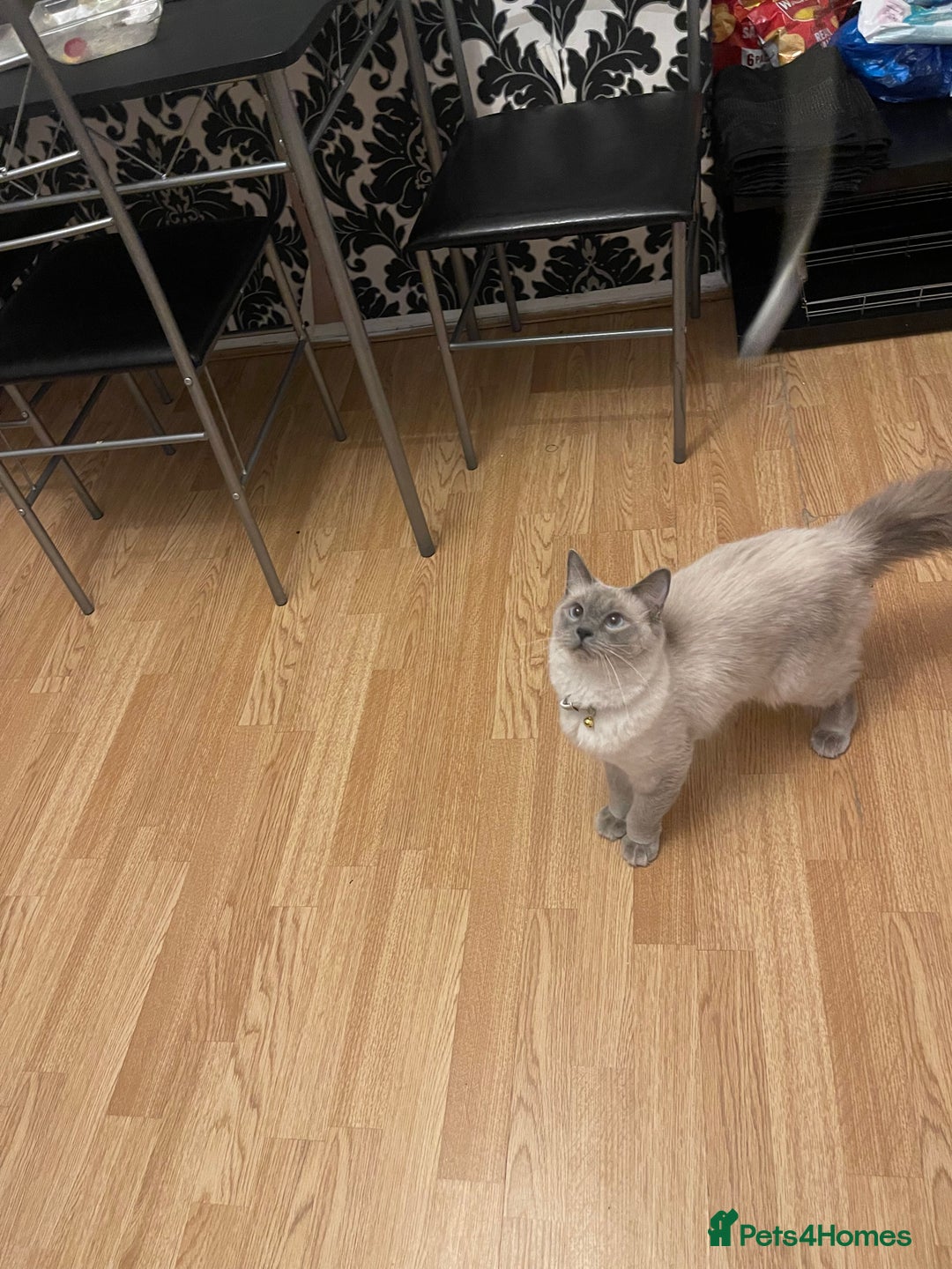 Ragdoll cats for sale: Ragdol - Image 7
