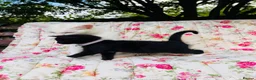 Mixed Breed cats for sale: *READY NOW* 5 Beautiful, Confident Kittens - Advert 14