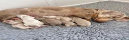 Miniature Dachshund dogs for sale: KC Miniature Dachshund Puppies in Birmingham - Advert 2