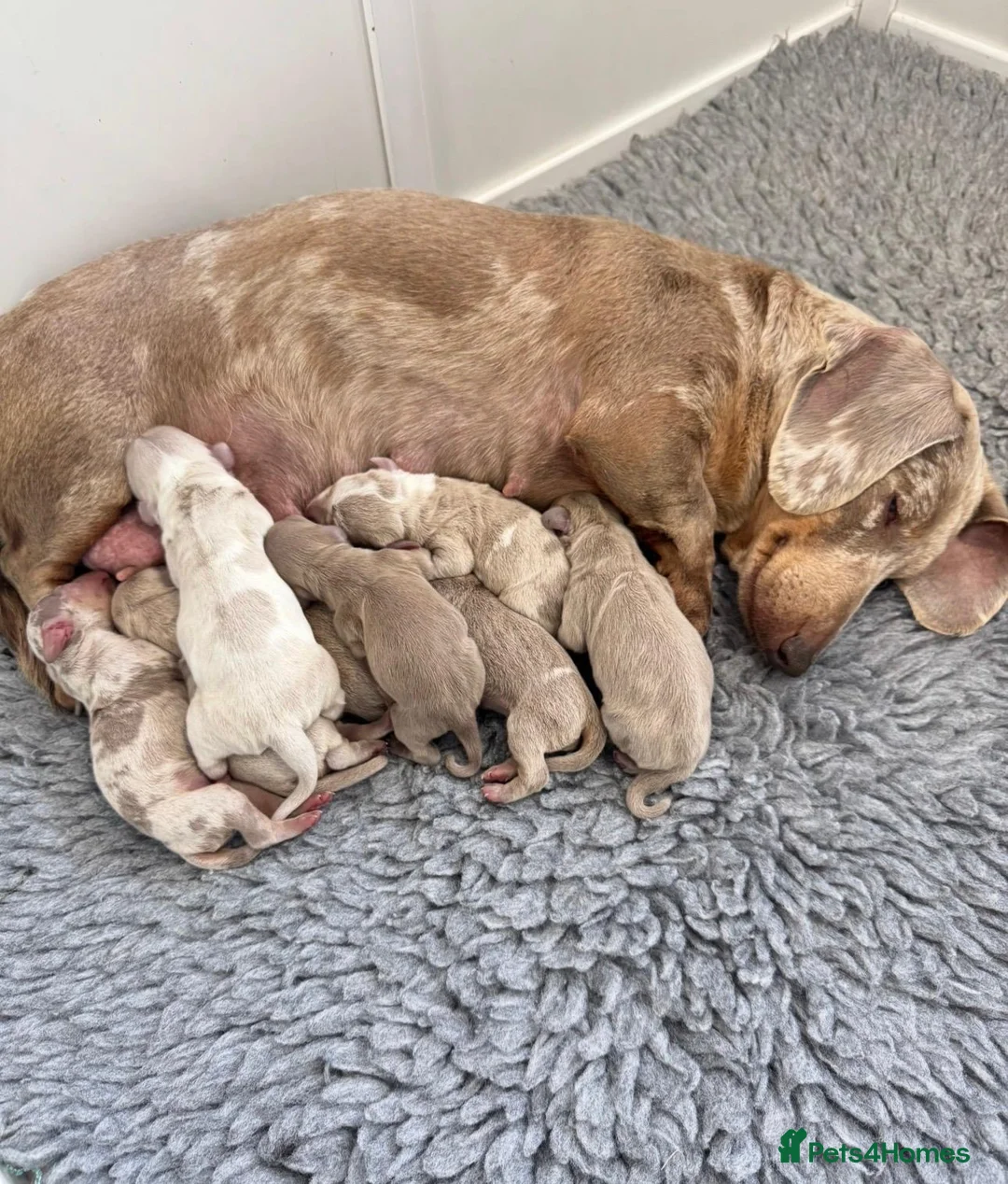 Miniature Dachshund dogs for sale: KC Miniature Dachshund Puppies in Birmingham - Advert 2