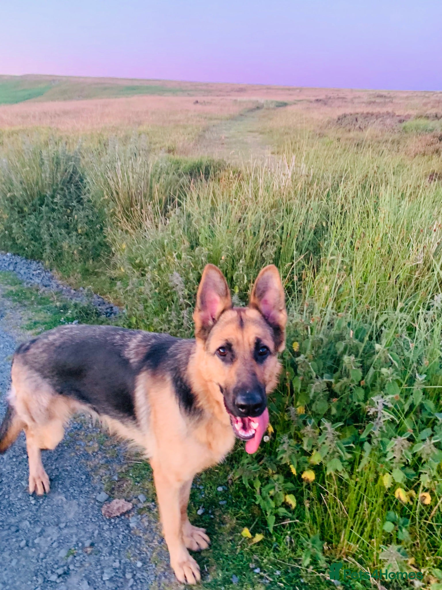 German Shepherd dogs Quality German Shepherd Puppies Available - Advert 2