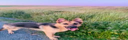 German Shepherd dogs for sale: Quality Straight Backed German Shepherd Puppies - Advert 1
