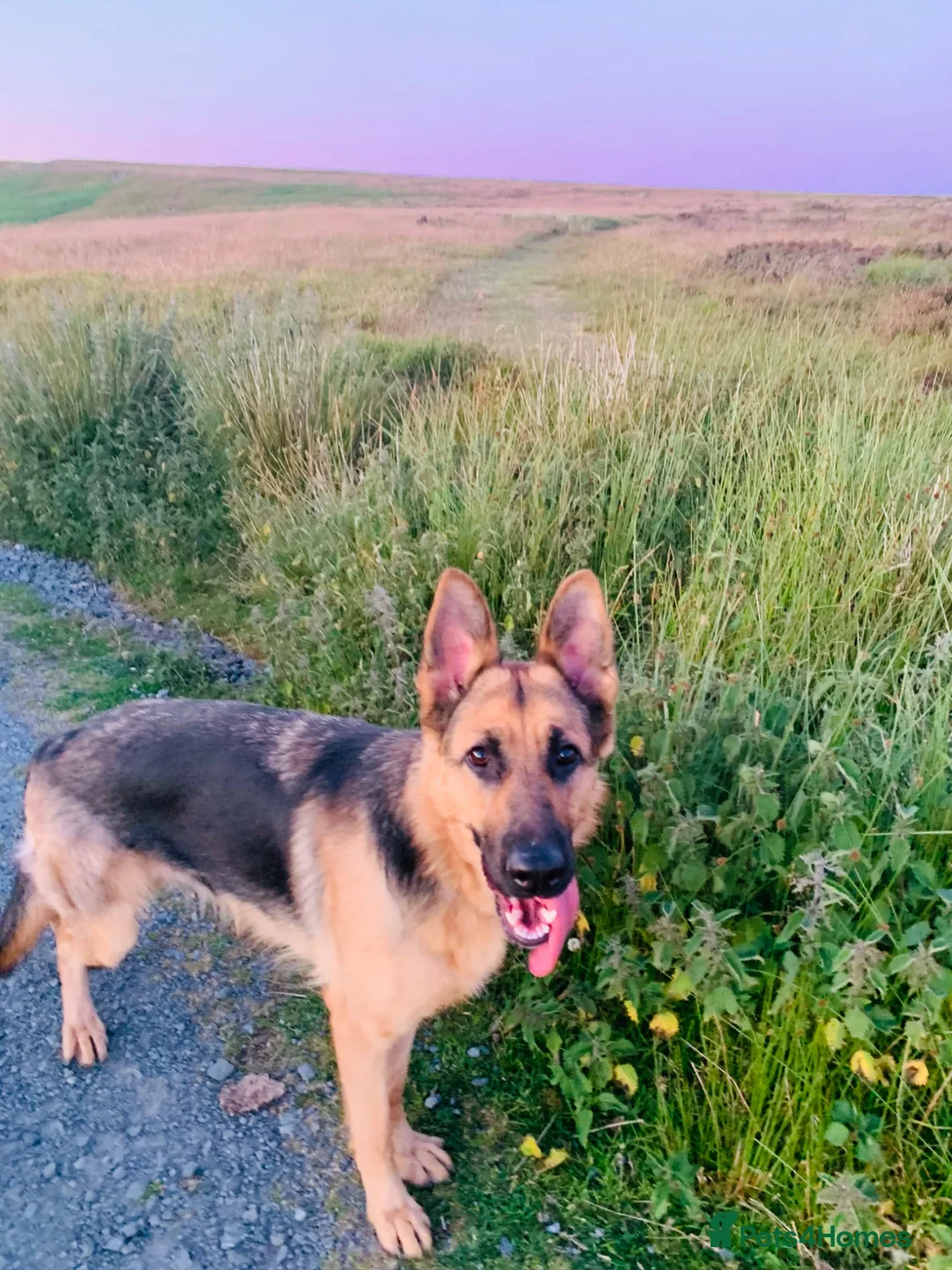 German Shepherd dogs for sale: Quality Straight Backed German Shepherd Puppies - Advert 1