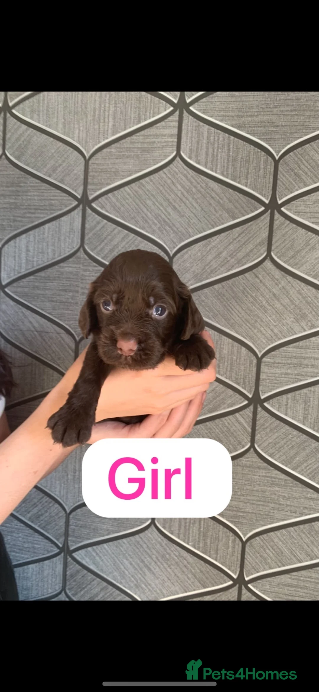 Cocker Spaniel dogs for sale: Working cocker spaniel Puppy’s  - Advert 2