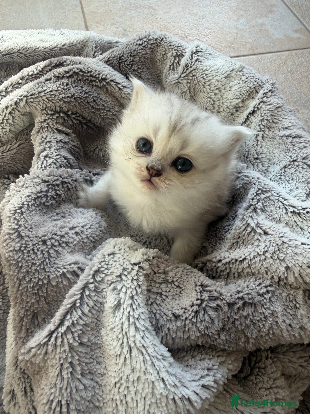 Scottish Fold cats for sale: Scottish fold/straight boy kitten - Advert 6