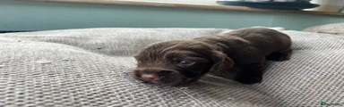 Cocker Spaniel Puppy 5