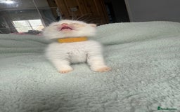 Himalayan cats for sale: 3 kittens Himalayan x Scottish fold Ready now - Image 13