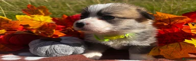 Welsh Corgi Pembroke green collar