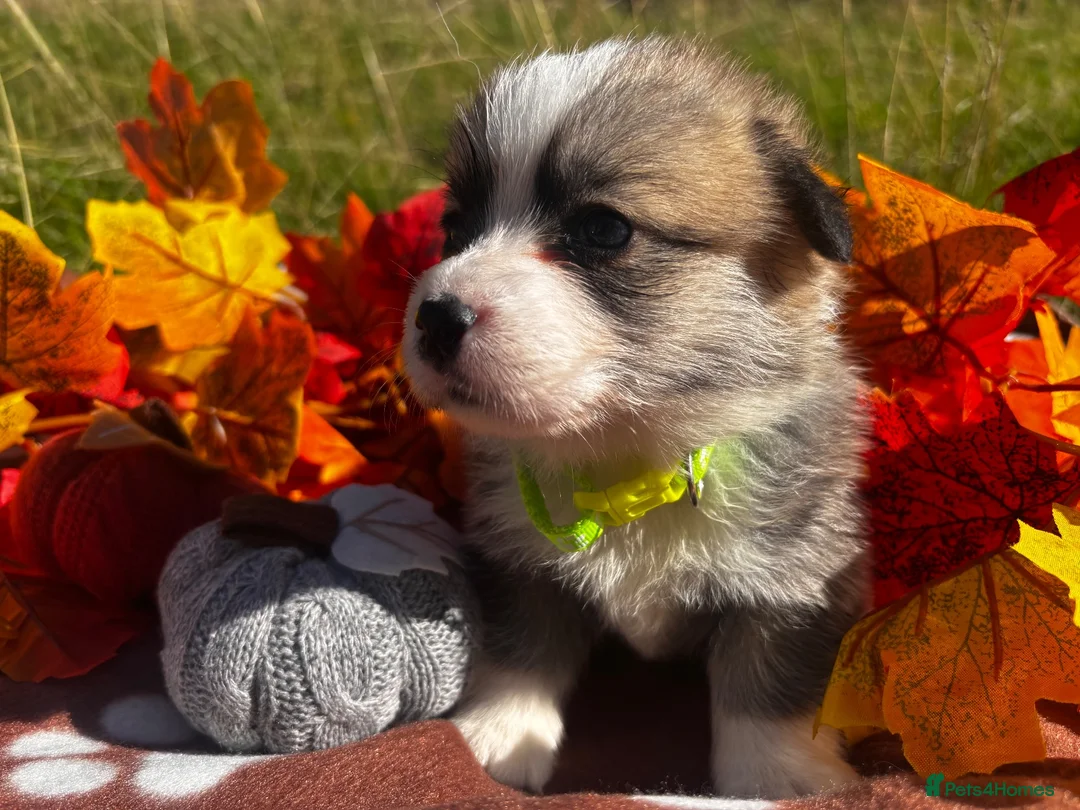 Welsh Corgi Pembroke dogs for sale: Stunning corgi puppies show quality  - Advert 24