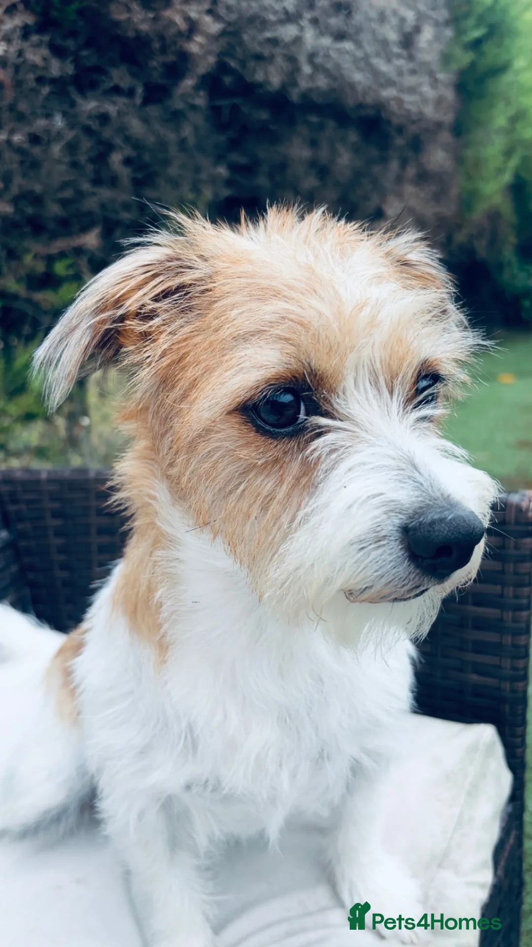 Jack Russell dogs for sale: Gorgeous Jack russell for rehome  - Advert 2