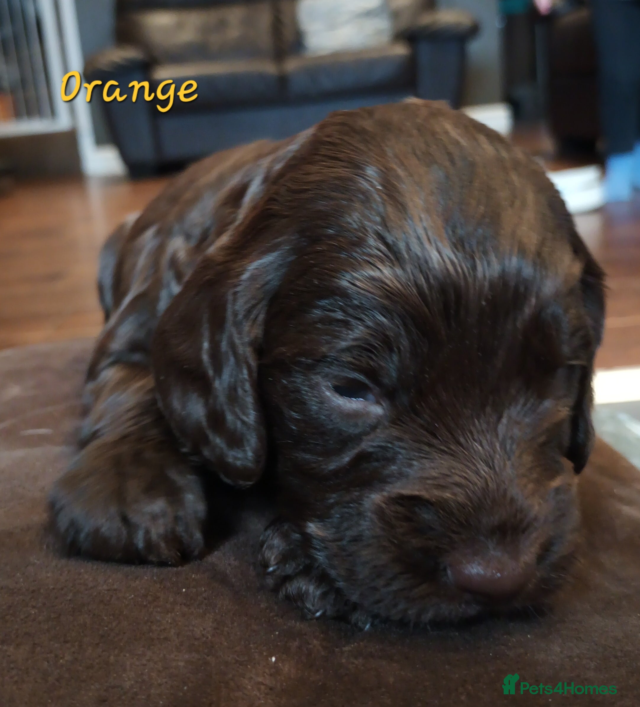 Sproodle dogs F1 Sproodles 🤎 🐾 - Advert 2
