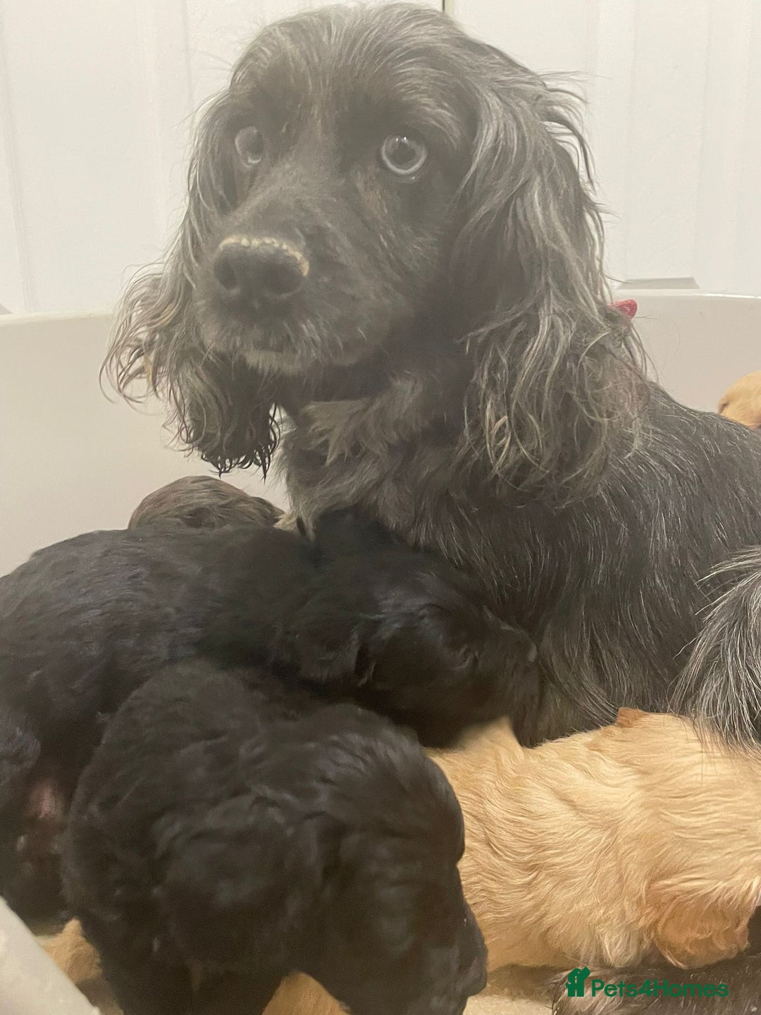 Cockapoo dogs for sale: F1 cockapoo p,a,r tested clear - Advert 4