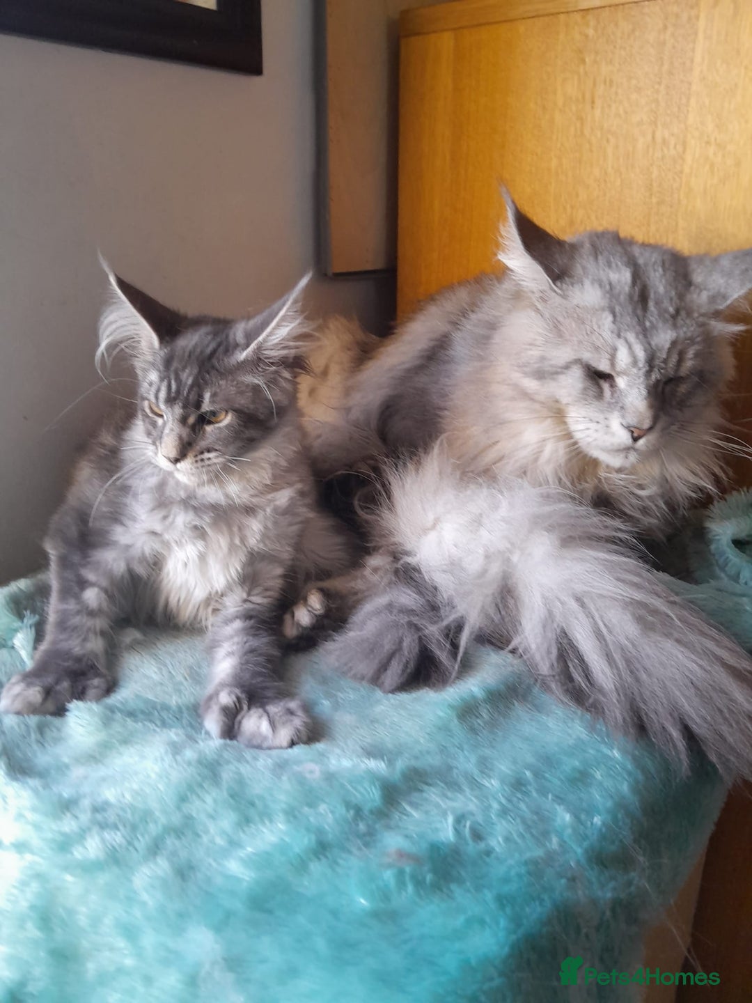 Maine Coon cats for sale: black smoke ticked ns25 polydactyl girl maine coon - Advert 4