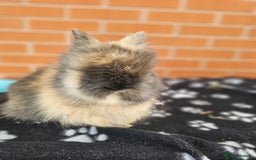 Lionhead rabbits for sale: Double Maned Lionhead  - Image 16