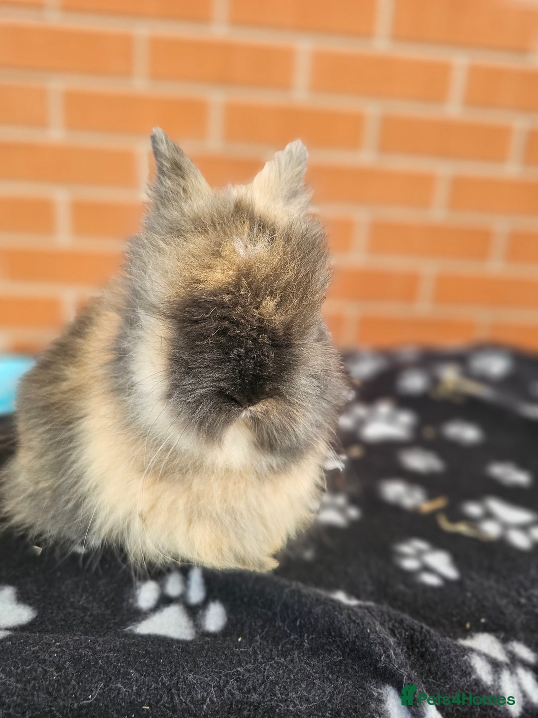 Lionhead rabbits for sale: Double Maned Lionhead  - Image 16
