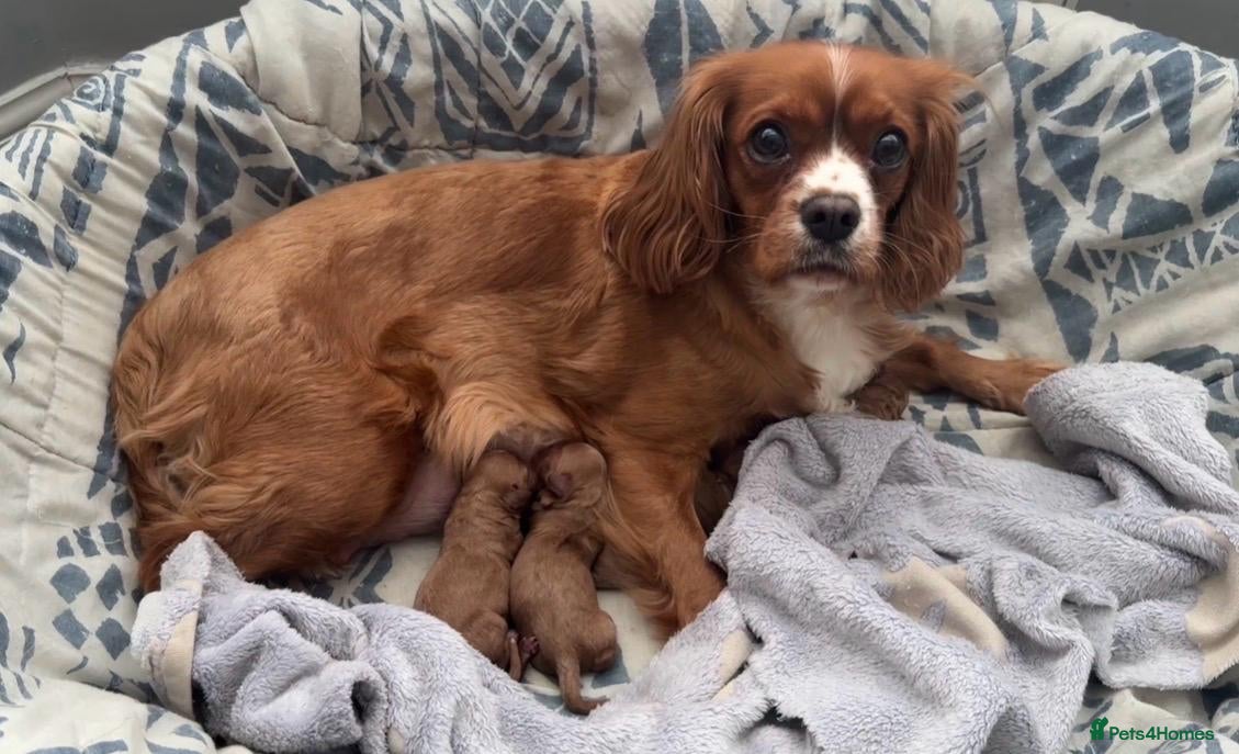 Cavapoo dogs for sale: Cavapoos Extensive DNA & Heart tested in Stockton-on-Tees - Advert 1