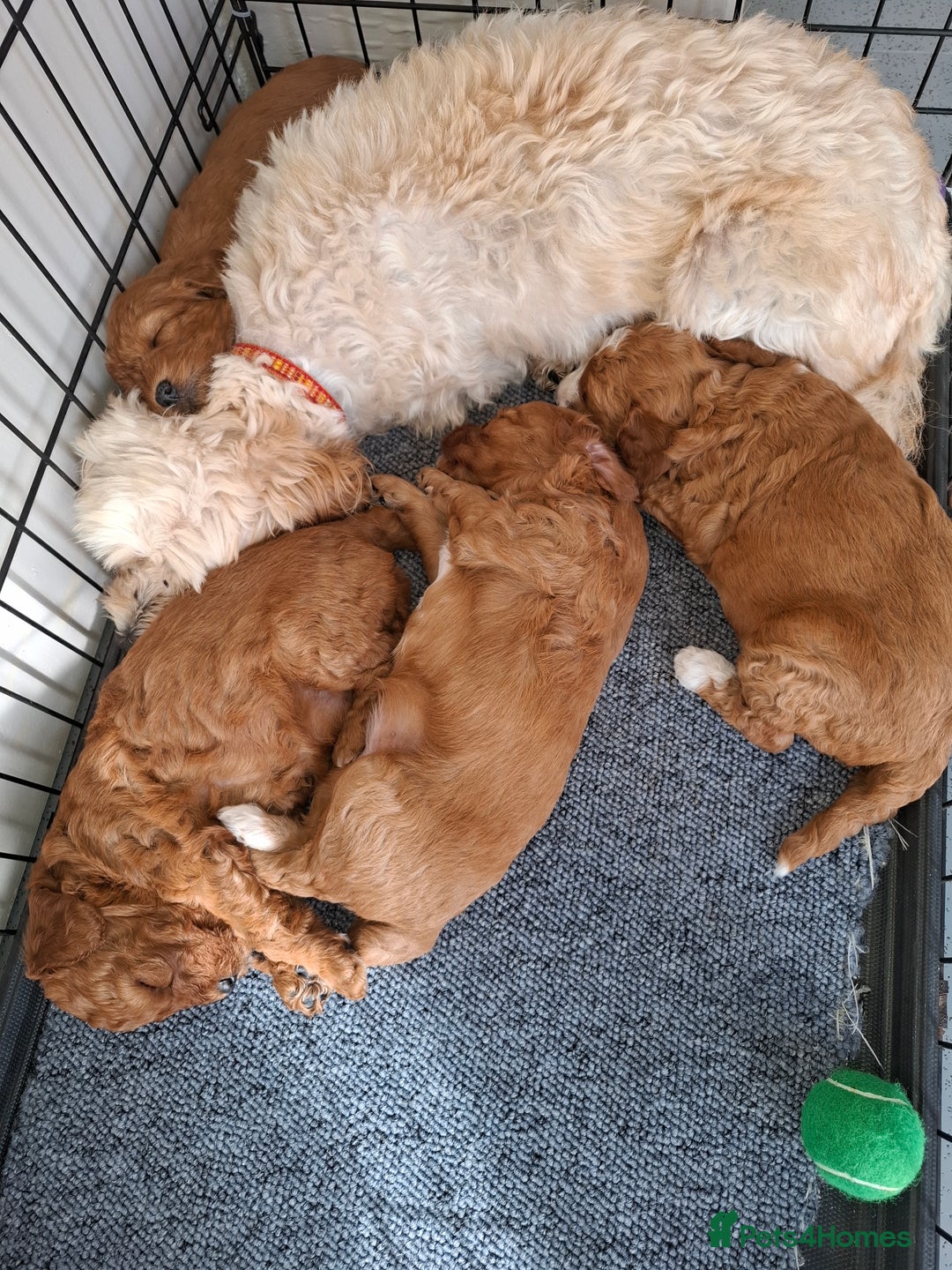 Mixed Breed dogs for sale: Cavapoo puppies  - Image 3