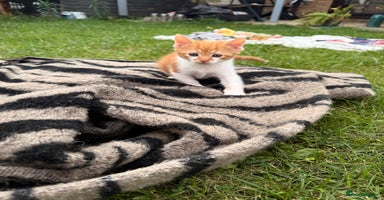 Mixed Breed cats - Advert 10