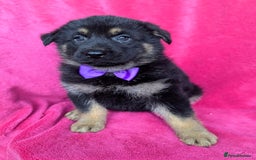 German Shepherd dogs for sale: Adorable German Shepherd puppies - Image 17