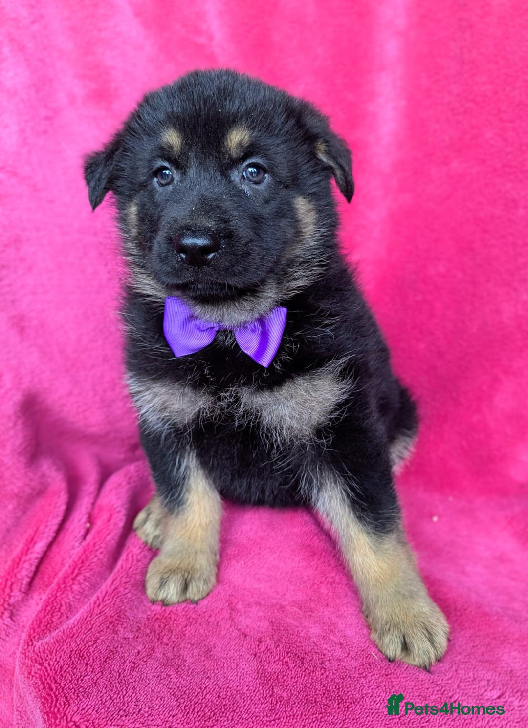 German Shepherd dogs for sale: Adorable German Shepherd puppies - Image 17
