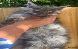 Maine Coon cats for sale: STUNNING MAINE COON SMOKE (tica activereg ) - Image 19