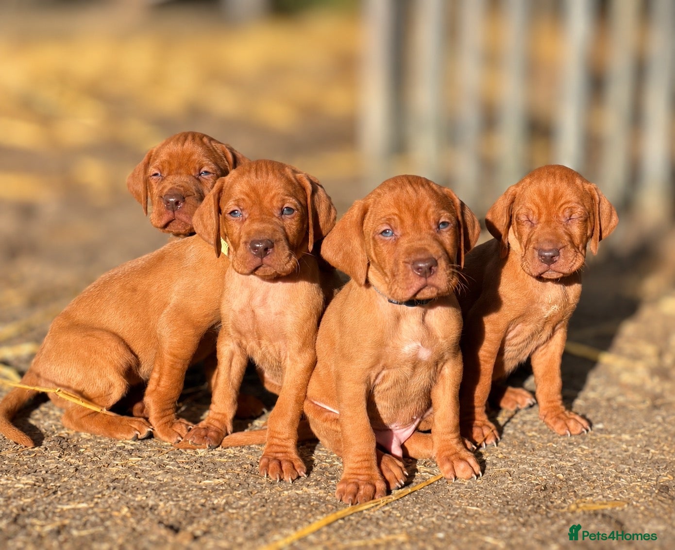 Hungarian Vizsla dogs KC Registered Hungarian Vizsla Puppies - Advert 6