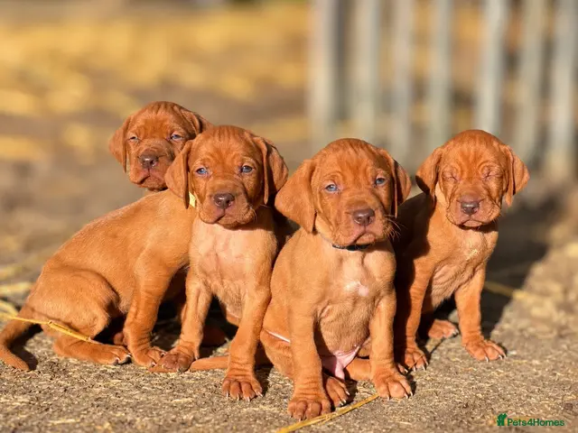 Hungarian Vizsla dogs KC Registered Hungarian Vizsla Puppies - Advert 8
