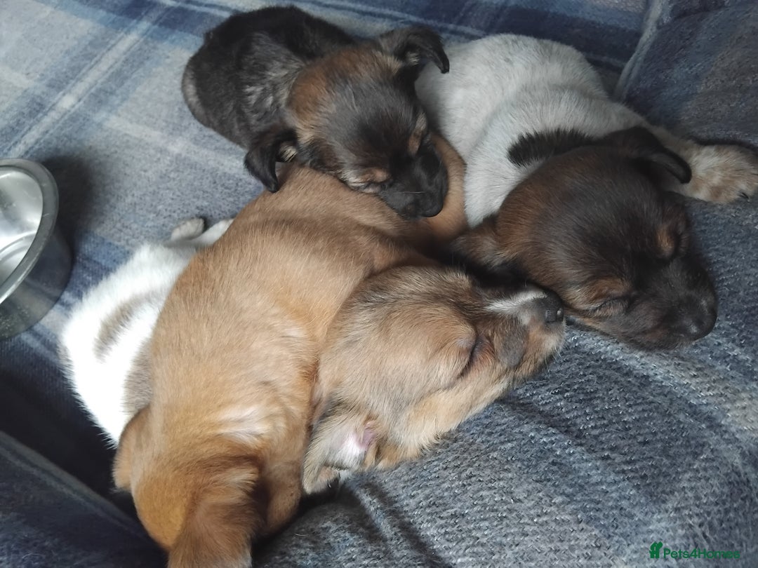 Mixed Breed dogs for sale: Lovely little jackapom puppies  - Image 2