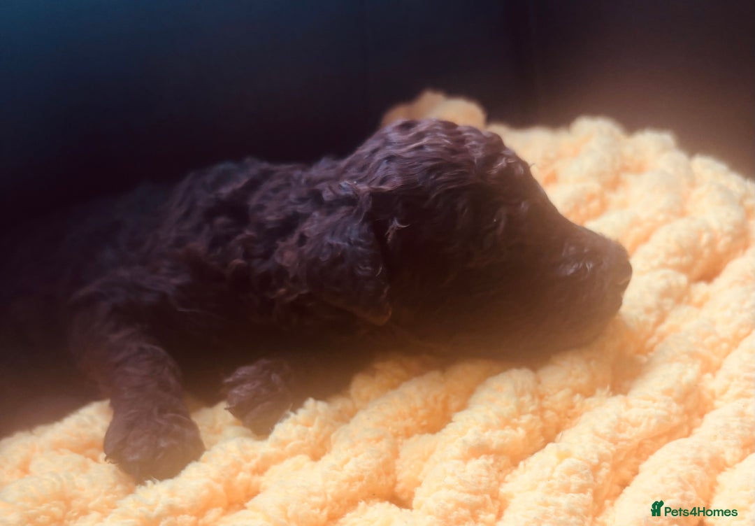 Standard Poodle dogs for sale: Standard poodle puppies - Image 3
