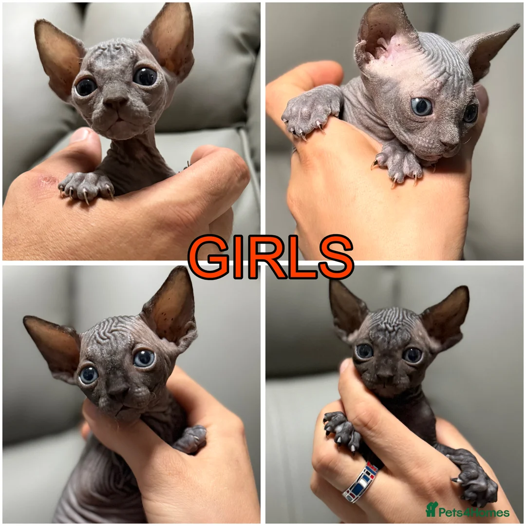 Sphynx cats for sale: TICA SPHYNX KITTENS  - Advert 11