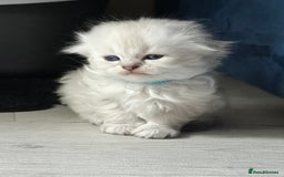 Mixed Breed cats for sale: Adorable Fluffy Ragdoll x Scottish Fold Kittens - Image 6