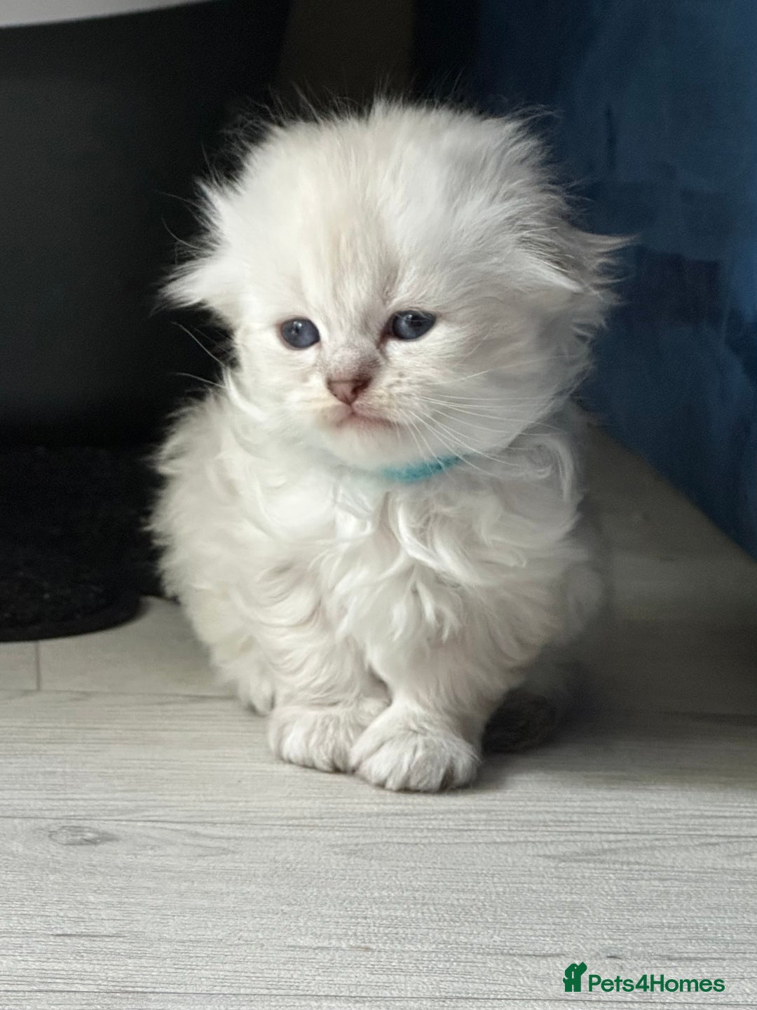 Mixed Breed cats for sale: Adorable Fluffy Ragdoll x Scottish Fold Kittens - Image 6