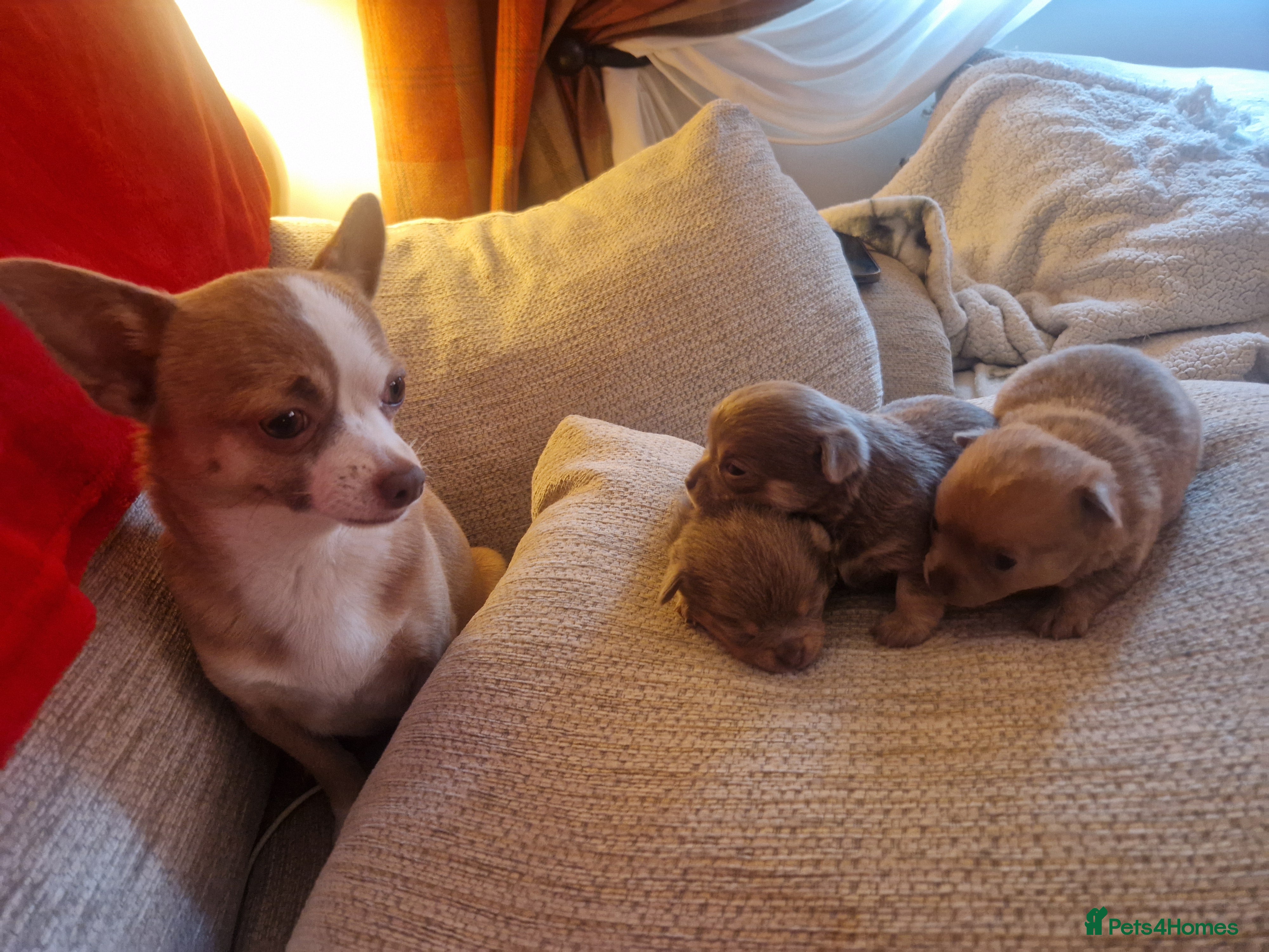 Chihuahua dogs Rare blue lilac miniature chihuahua  - Advert 18