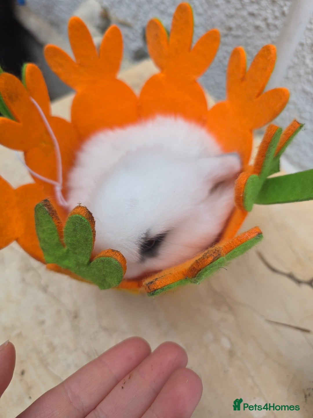 Mini Lop rabbits for sale: Full Mini Lop - Image 7