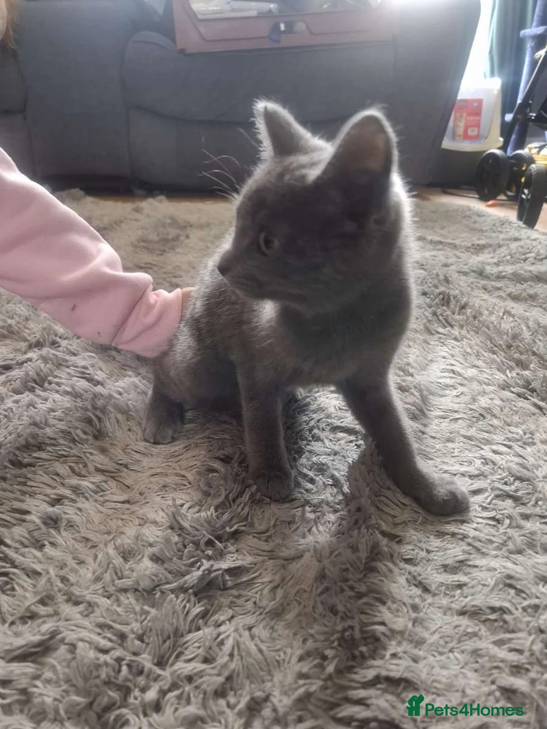 Mixed Breed cats for sale: 3 month old Kitten - Advert 3