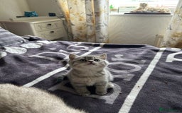 British Shorthair cats for sale: British shorthair kittens  - Image 5