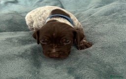 German Shorthaired Pointer dogs for sale: Pure GSP Puppies For Sale - Image 12