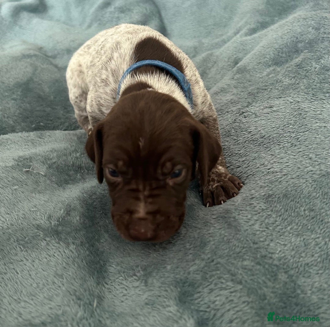 German Shorthaired Pointer dogs for sale: Pure GSP Puppies For Sale - Image 12