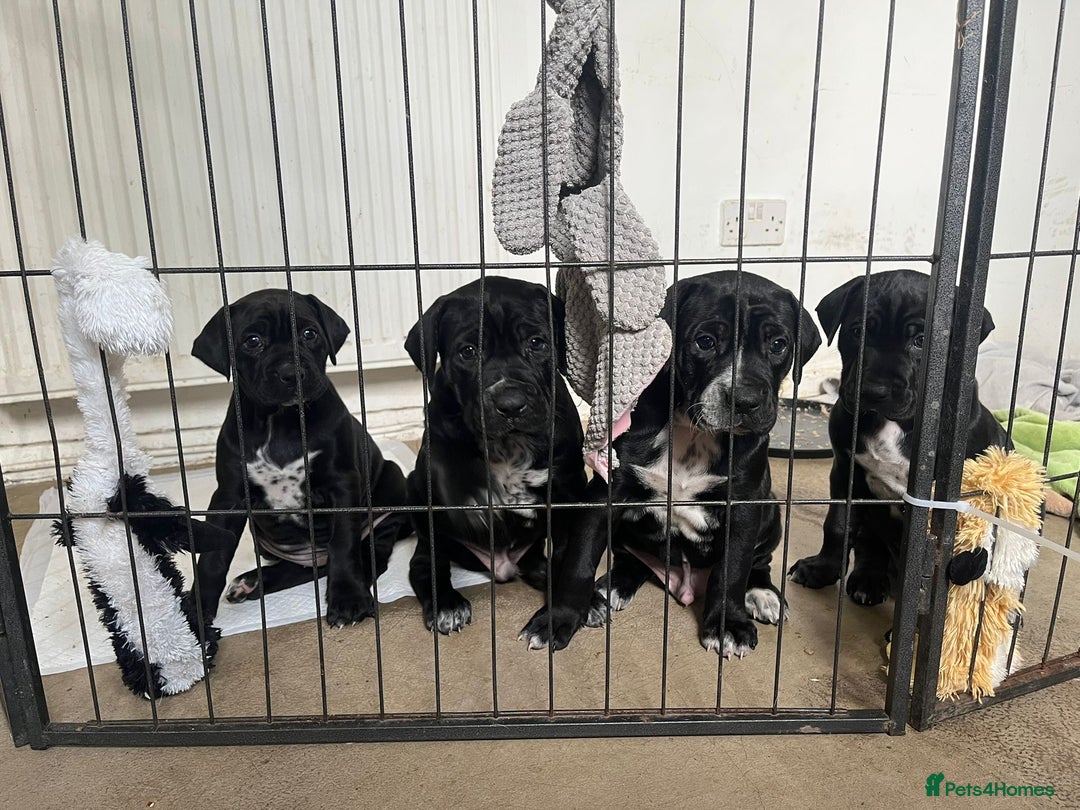 Mixed Breed dogs for sale: Cane corso X Dalmatian - Corsomatian  - Image 8